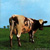 Atom Heart Mother